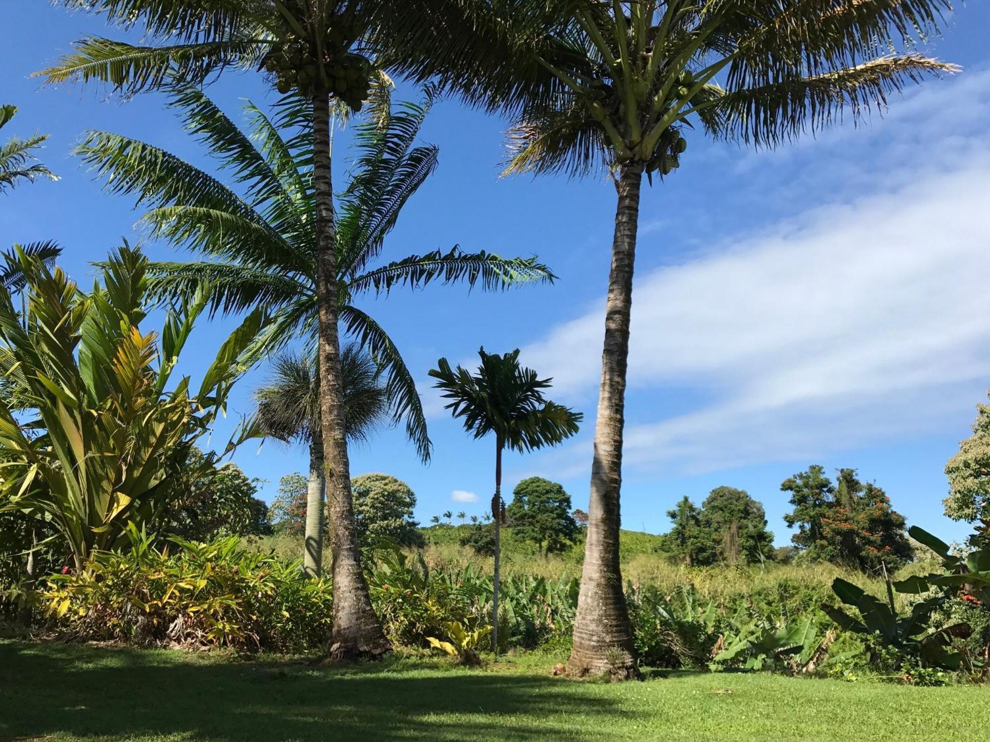 Island Goode'S - Luxury Adult Only Accommodation Near Hilo Papaikou Ngoại thất bức ảnh