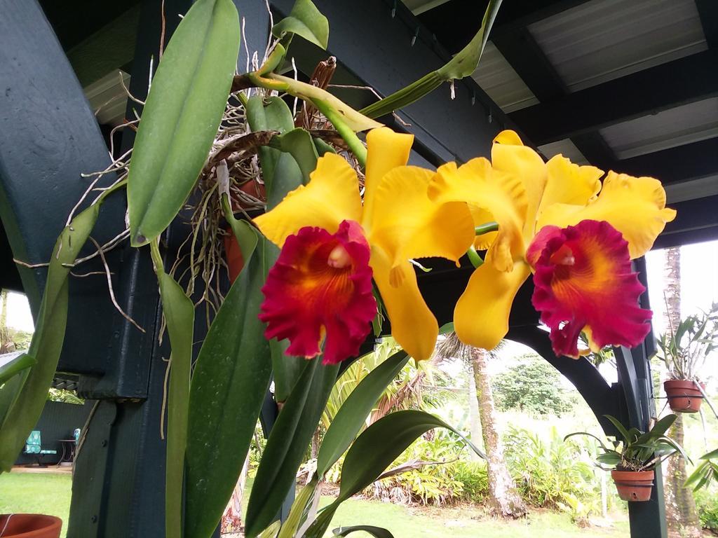 Island Goode'S - Luxury Adult Only Accommodation Near Hilo Papaikou Ngoại thất bức ảnh
