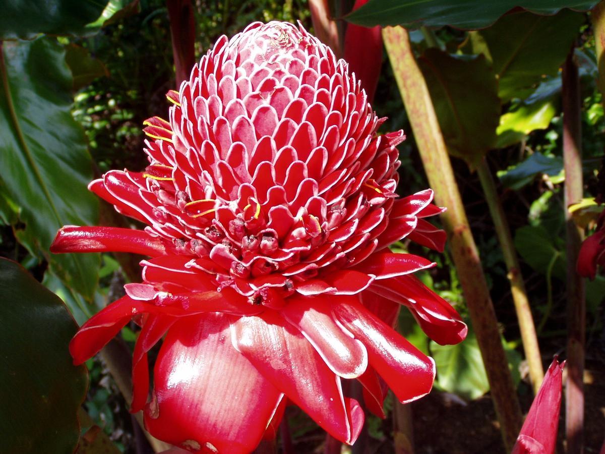 Island Goode'S - Luxury Adult Only Accommodation Near Hilo Papaikou Ngoại thất bức ảnh