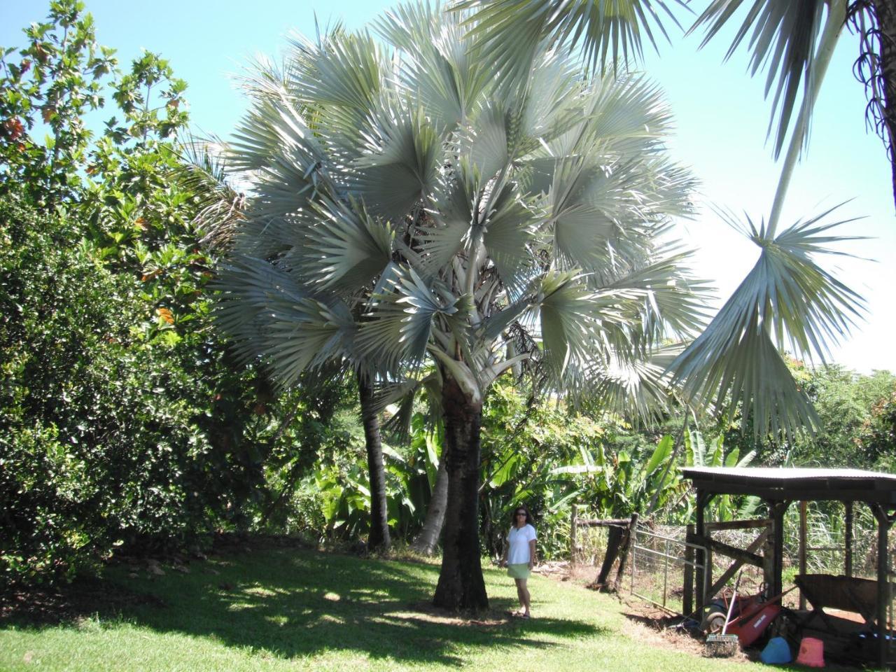 Island Goode'S - Luxury Adult Only Accommodation Near Hilo Papaikou Ngoại thất bức ảnh